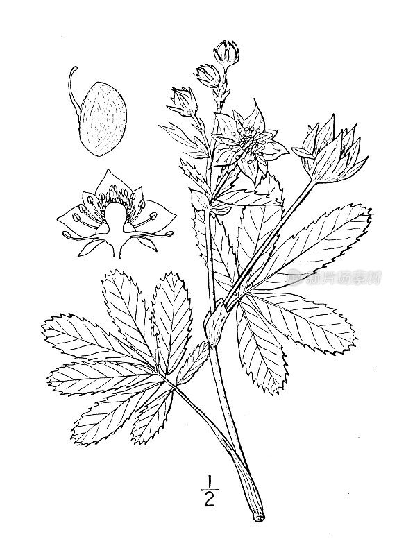 古植物学植物插图:comarum palustra, Marsh cinquefoil
